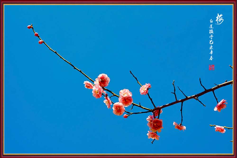 2015梅花 11.jpg