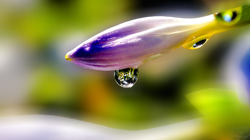 05玉簪花 23.jpg
