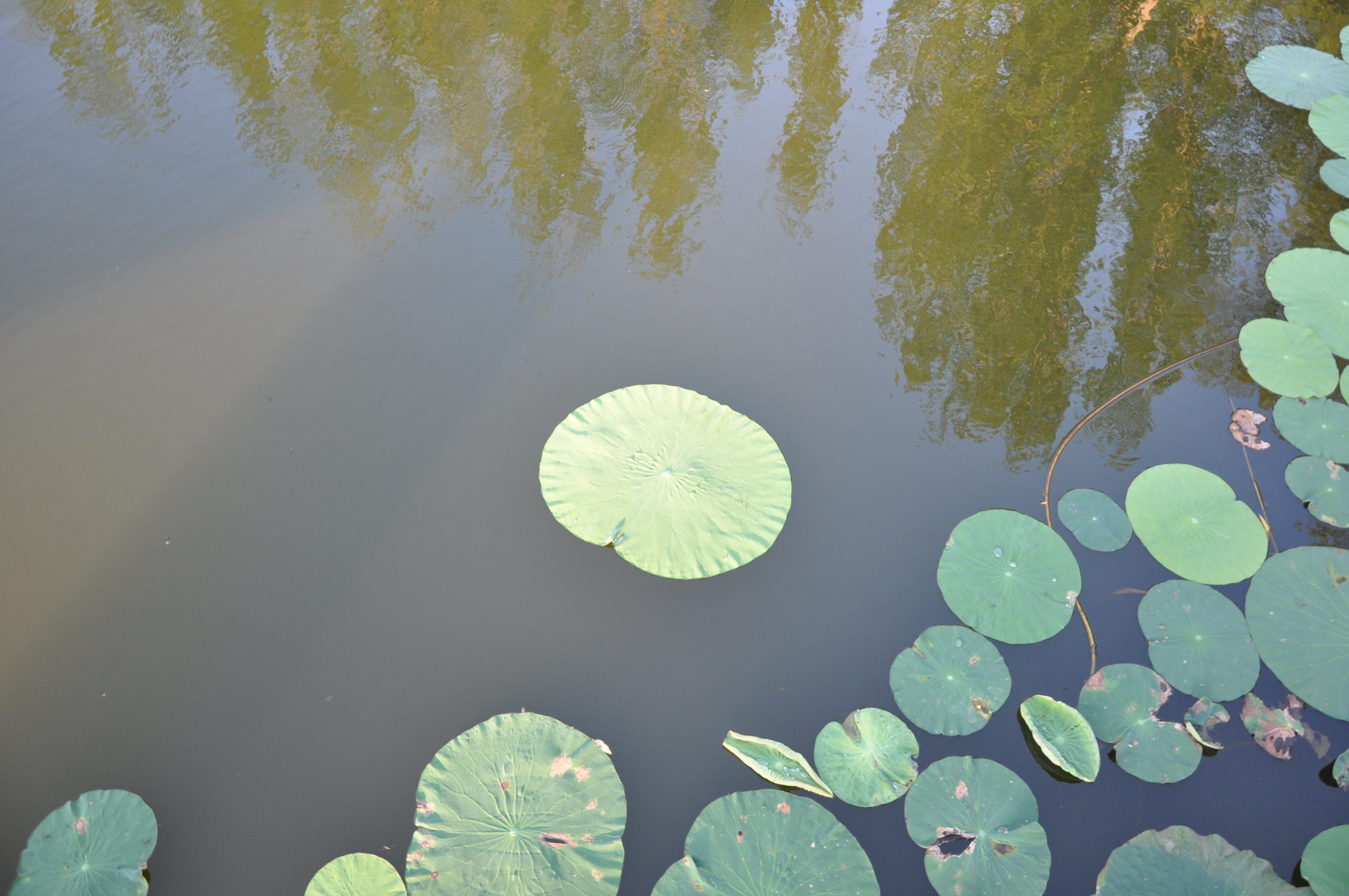 DSC_0122.JPG